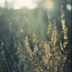 Nature, landscape. Forest, glade, grass, flowers, natural landscape. Photowallpaper.