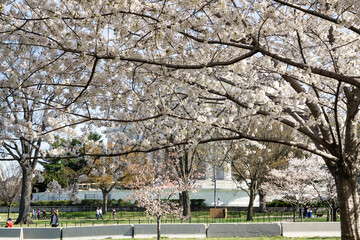 Cherry blossom in Washington D.C.