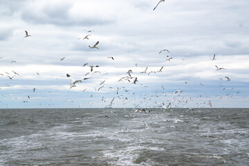 Seagull flying