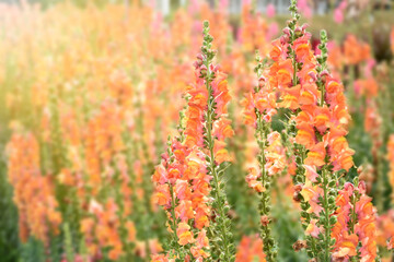 Antirrhinum flower, Snapdragon flower in the garden. Stock Photo