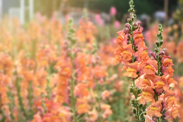Antirrhinum flower, Snapdragon flower in the garden. Stock Photo
