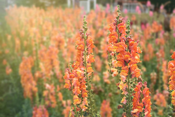 Antirrhinum flower, Snapdragon flower in the garden. Stock Photo