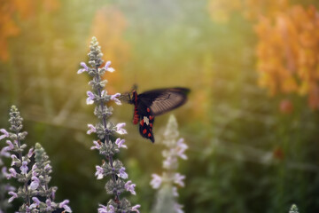 Antirrhinum flower, Snapdragon flower in the garden. Stock Photo