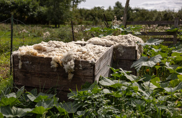Bennes de laine de mouton, horizontal