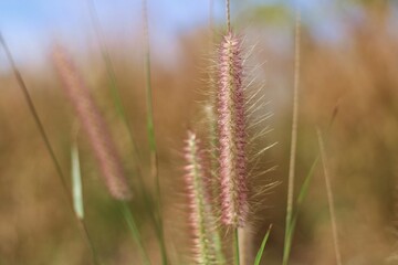 Chinese Foxtail Grass In A Field