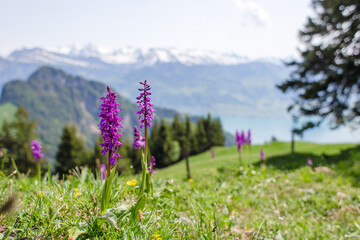 Wildflowers, purple wild orchids (orchis mascula, early-purple orchid) growing in the Swiss Alps © Megan