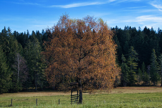 Gro&szlig;er alleinstehender Baum im Herbst. Gr&uuml;ne Wiese mit Weidezaun, im Hintergrund Wald umd B&auml;ume. Am Baum steht ein Hochsitz, J&auml;gerstand. Blauer Himmel