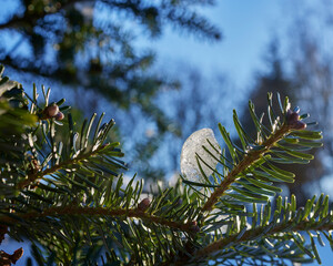 Ice sits on the Korean pine cones in January the morning after a sudden fall of snow. Nidderdale. North Yorkshire.