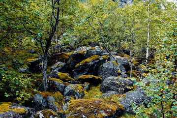 Thick greenery with moss on the rocks