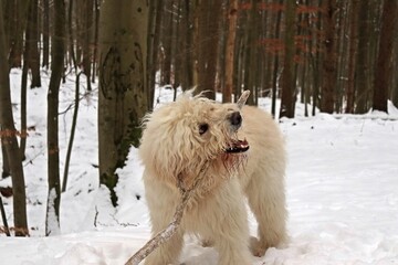 Goldendoodle spielt mit Stock im Schnee