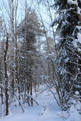 snow covered trees in winter