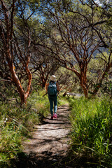 Fototapeta premium Tourist walks along a path of trees, heading to the Llanganuco lagoon.