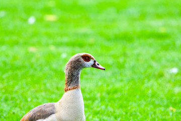 Egyptian goose close-up