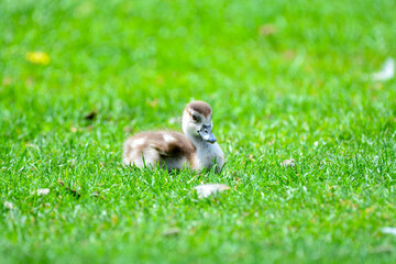 Beautiful picture of a duckling basking in the sun