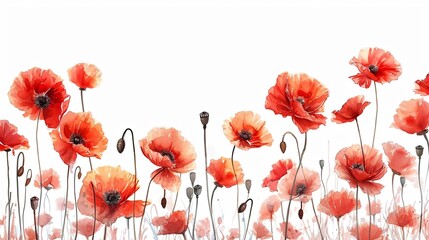 Red poppies on white background, sketch illustration
