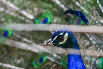 close up of peacock