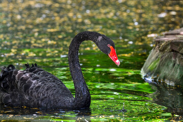 Rare black swan close-up picture