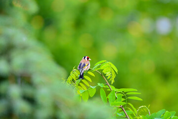 Beautiful photo of an European gold finch