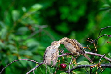 Mom sparrow feeding baby sparrow on a sunny day