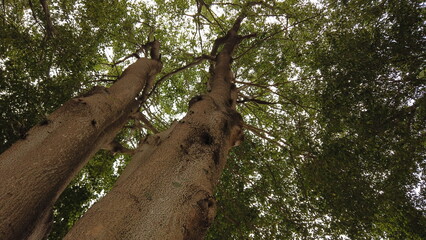 Stunning Tree Captured From Below