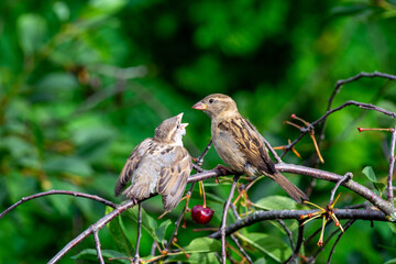 hungry Baby sparrow waiting to be fed 