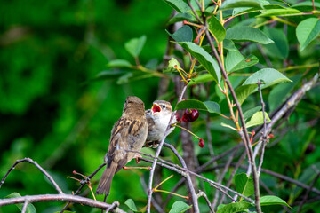 Baby sparrow waiting to be fed by mom sparrow
