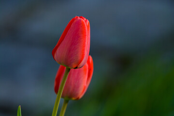 Tulip heads in a dark background 