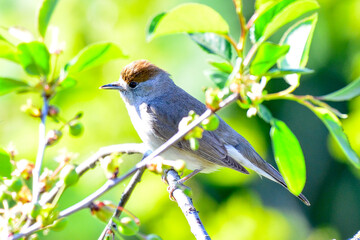 female blackcap bird on a sunny day