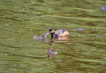 Horned Grebe duck feeding it's duckling