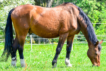 Horse grazing the meadows
