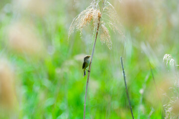 A tiny bird on a wheat grass in a marsh in the forest