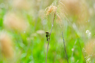 A marsh warbler  bird on a wheat grass