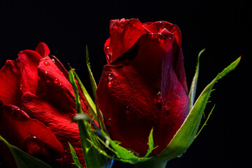 Red Rose with lighting in black Background -Postcard 