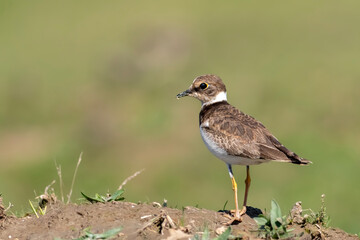 Ringed Plover
