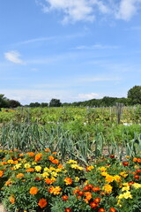 Fototapeta na wymiar The community garden in summer, Montmagny, Québec, Canada