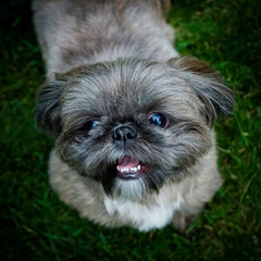 Shihtzu
