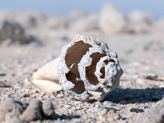 Close up old dry broken sea shell isolated on deserted sandy surface with blurred background, Egypt