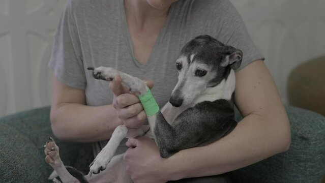 This video shows a close up view of an italian greyhound dog with an injured arm being held and comforted by it's owner.