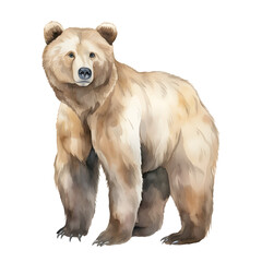 brown bear watercolor clipart, both standing  watercolor clip art on transparent background - obrazy, fototapety, plakaty