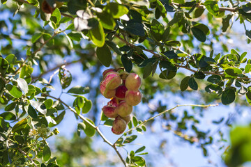 Red ripe Manila tamarind or Pithecellobium dulce fruit on tree in nature green background.