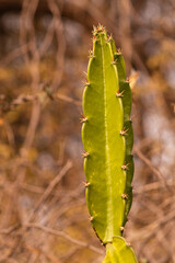 cactus close up, triangle cactus, acanthocereus tetragonus, small cactaceae, closeup macro image