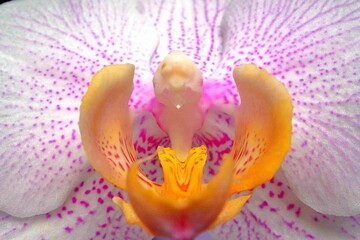 Obraz na płótnie Canvas close up of beautiful orchid yellow lip 