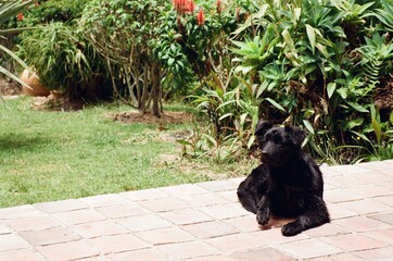 un jardín con animales