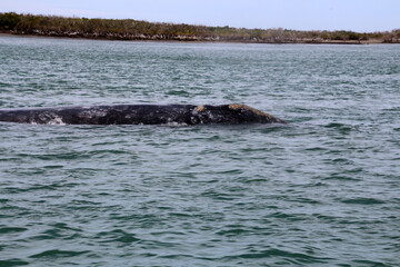 Gray whale in the Bahia Magdalena -Puerto Adolfo Lopez Mateos, Mexico, Baja California Sur