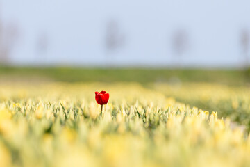A single red tulip is standing out in a field of full of yellow tulips in full bloom on a sunny day during spring. - Powered by Adobe