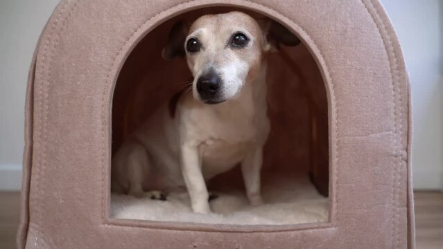 dog senior enters the house, lies down comfortably, then gets up and leaves. Adorable pet furniture at home video footage. Comfortable lying down cozy dog