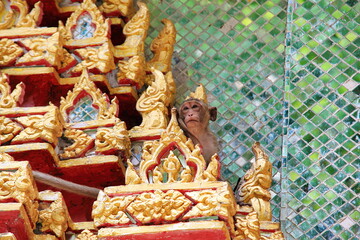 Thai monkey take a rest in the temple