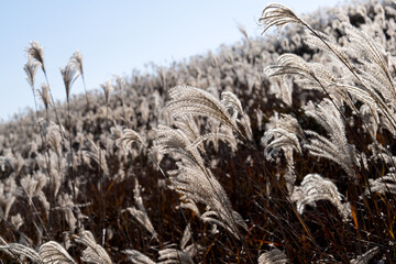Fototapeta premium swaying reeds in the wind