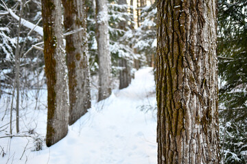 Majestic Snow-Covered Trees Lining a Forest Path in the Heart of Winter
