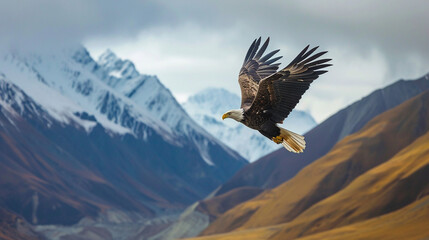 In a remote mountain range, a soaring eagle glides effortlessly through the crisp air against a backdrop of snow-capped peaks. The untamed majesty of the landscape complements the - obrazy, fototapety, plakaty